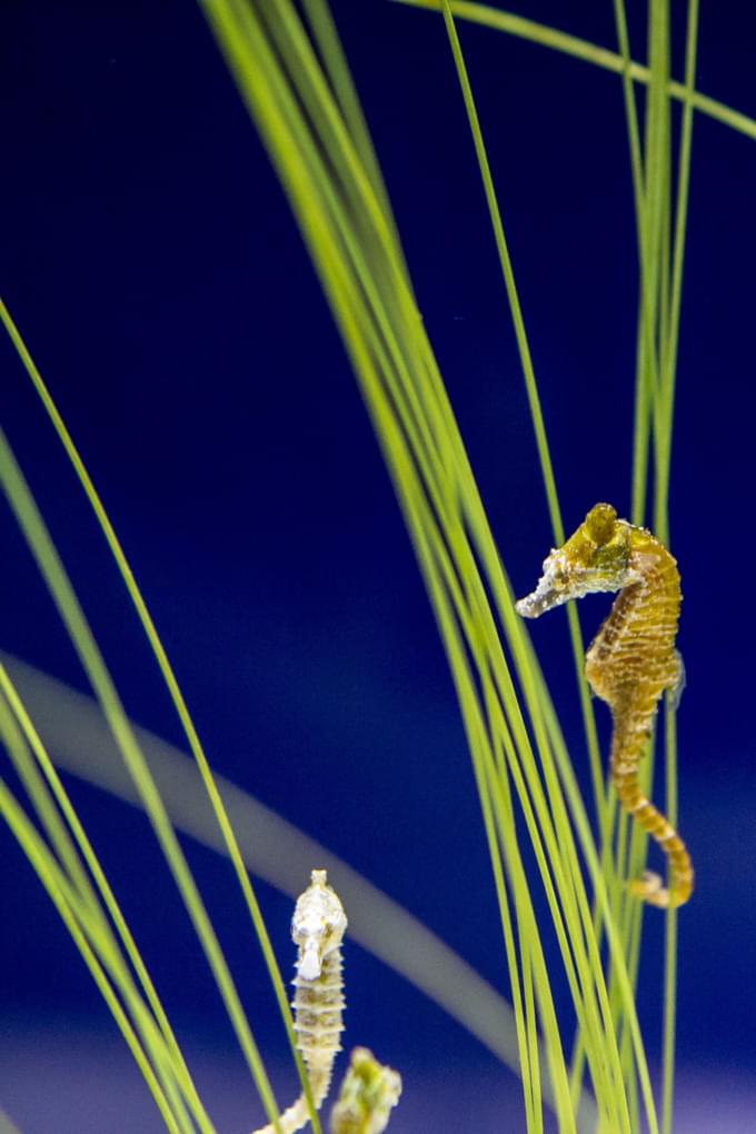 New England Aquarium