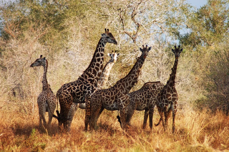 Half-Day Game Drive at Masai Mara National Park Image