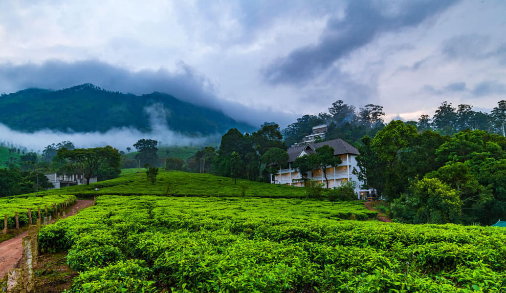 A Cozy Homestay Overlooking The Tea Plantation In Munnar Image