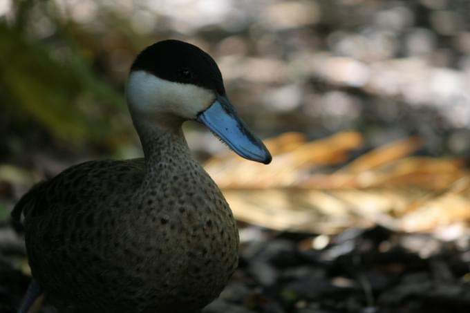 Duck in Temaiken Biopark