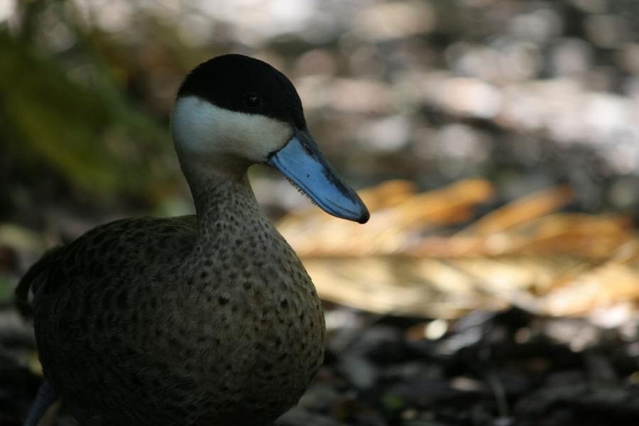 Duck in Temaiken Biopark