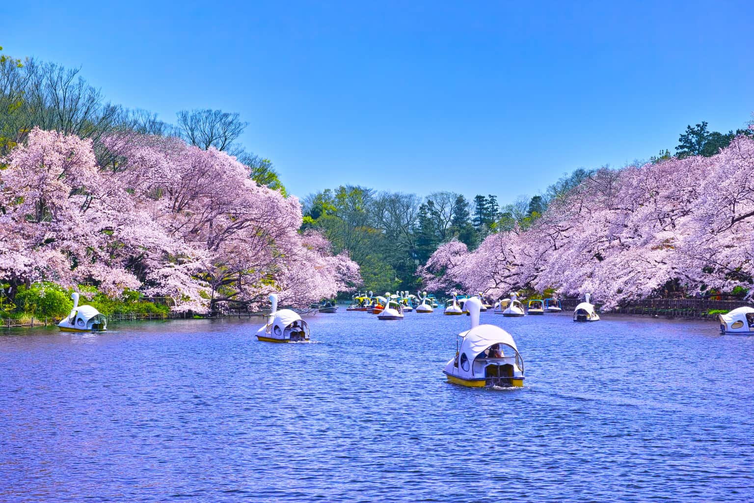 Inokashira Park, Tokyo