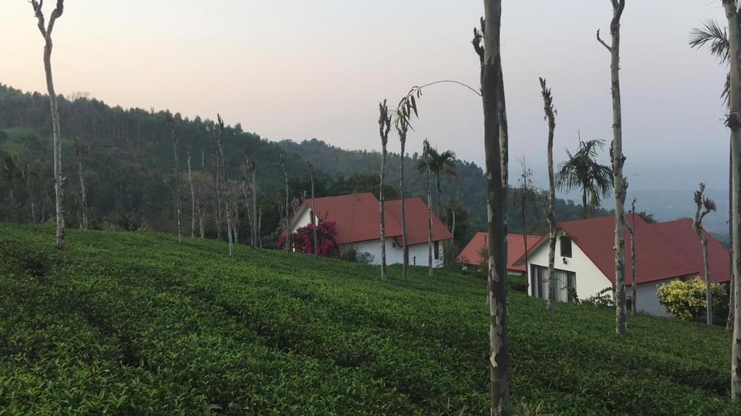 Tea Terrace Vythiri Image