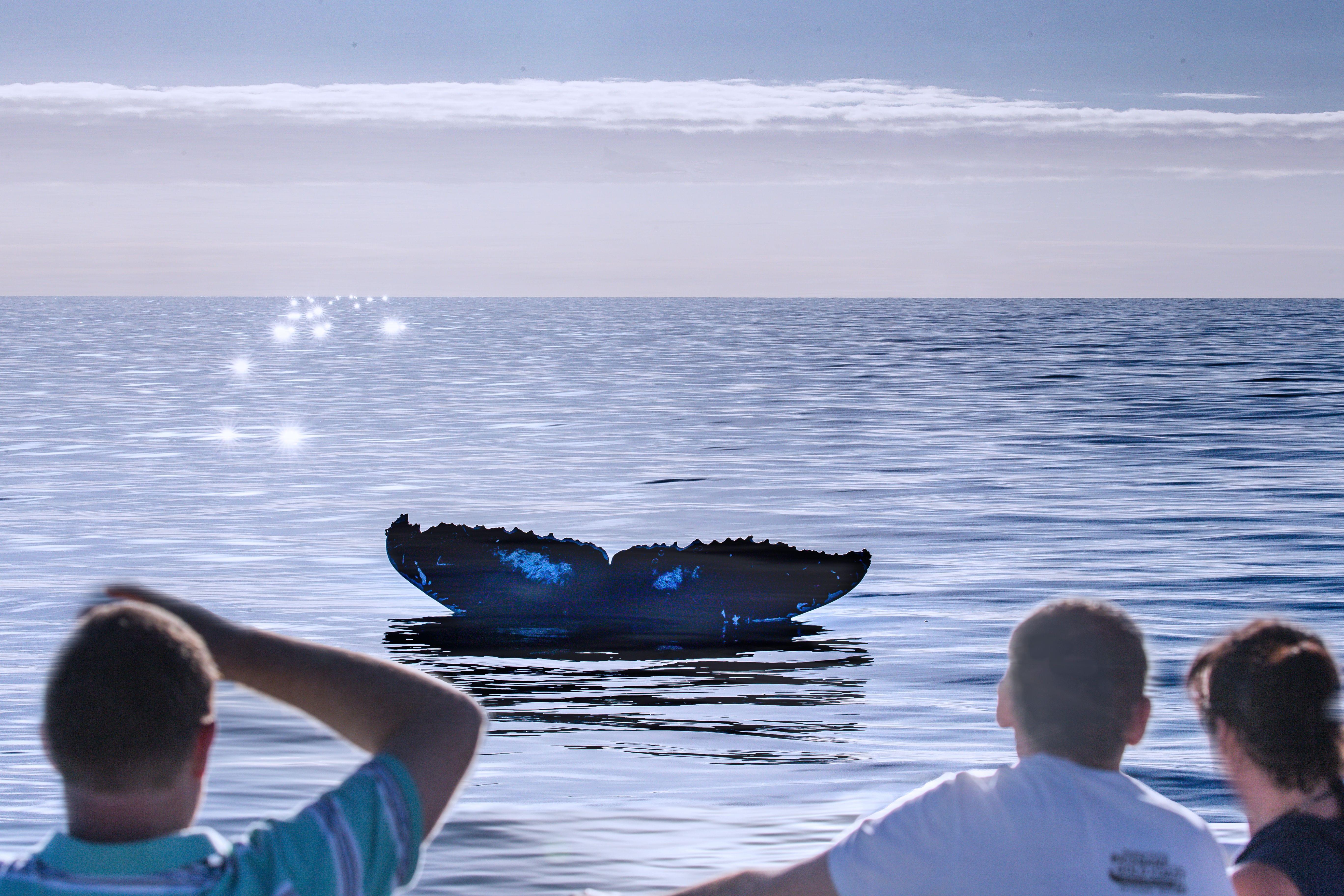 Hervey Bay Whale Watching Tours