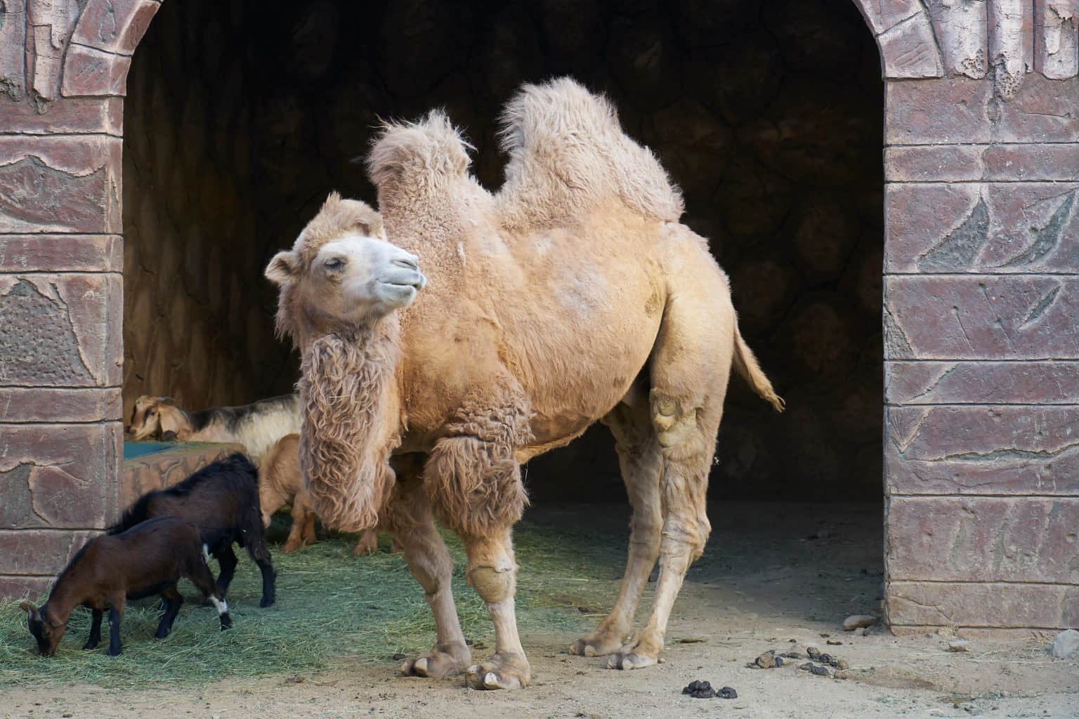 Taif Zoo