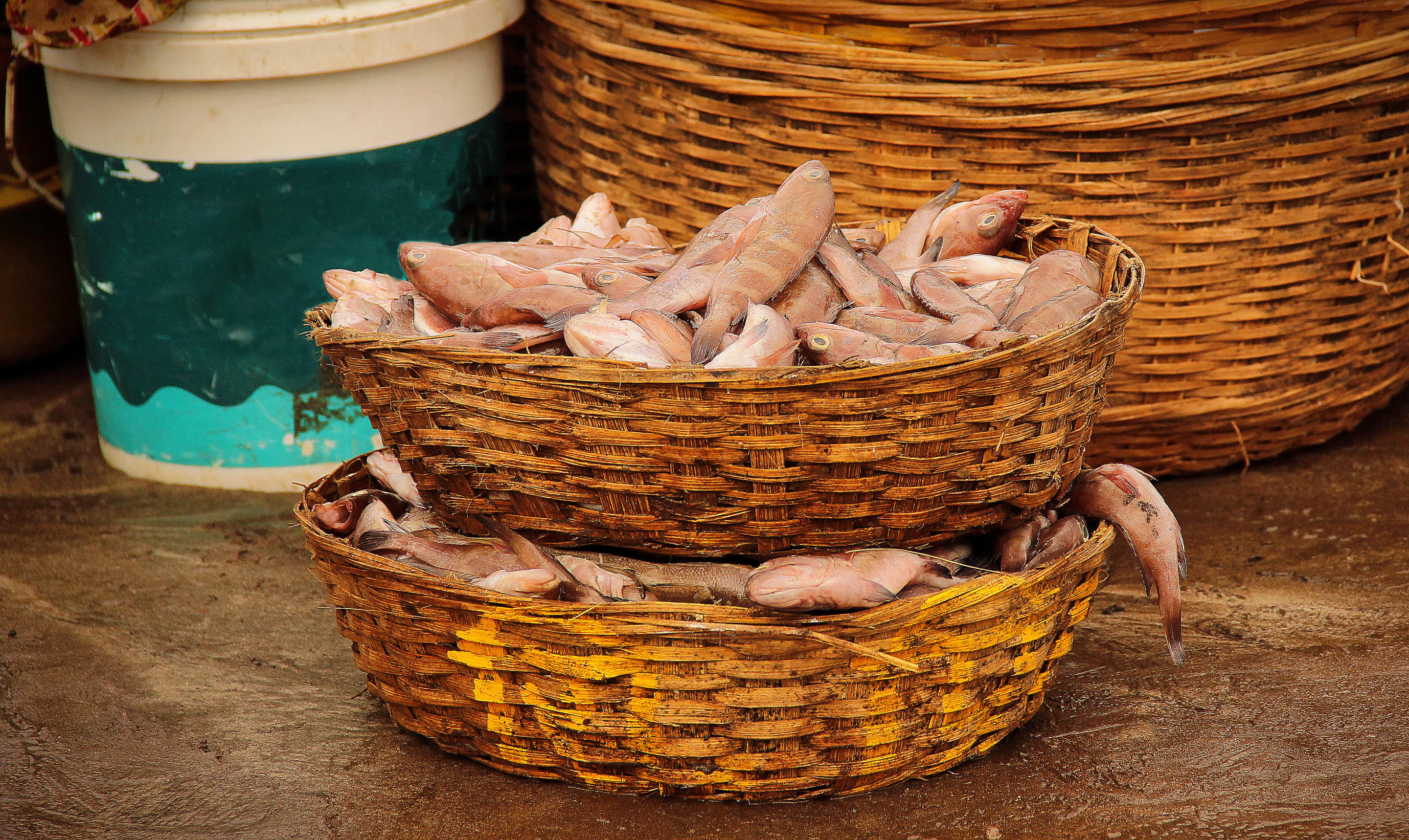 Harnai Fish Market Overview