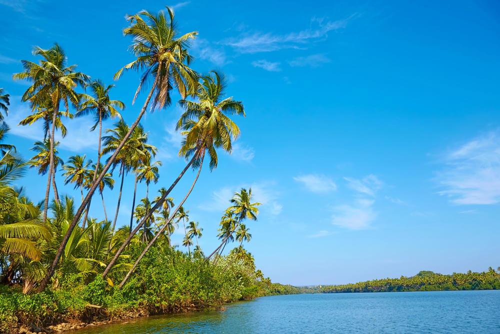 Backwaters Of Chapora River