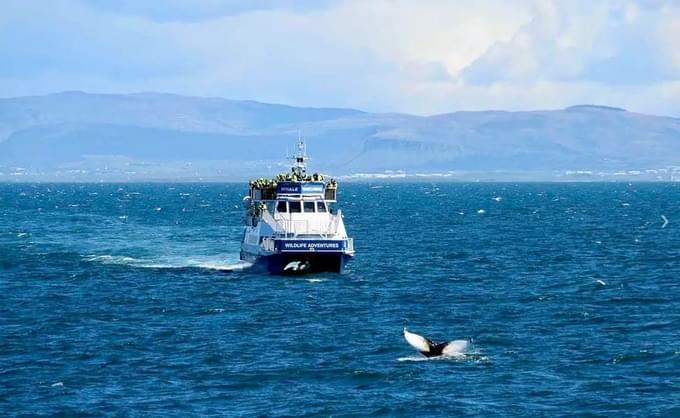 Whale Watching from Reykjavik