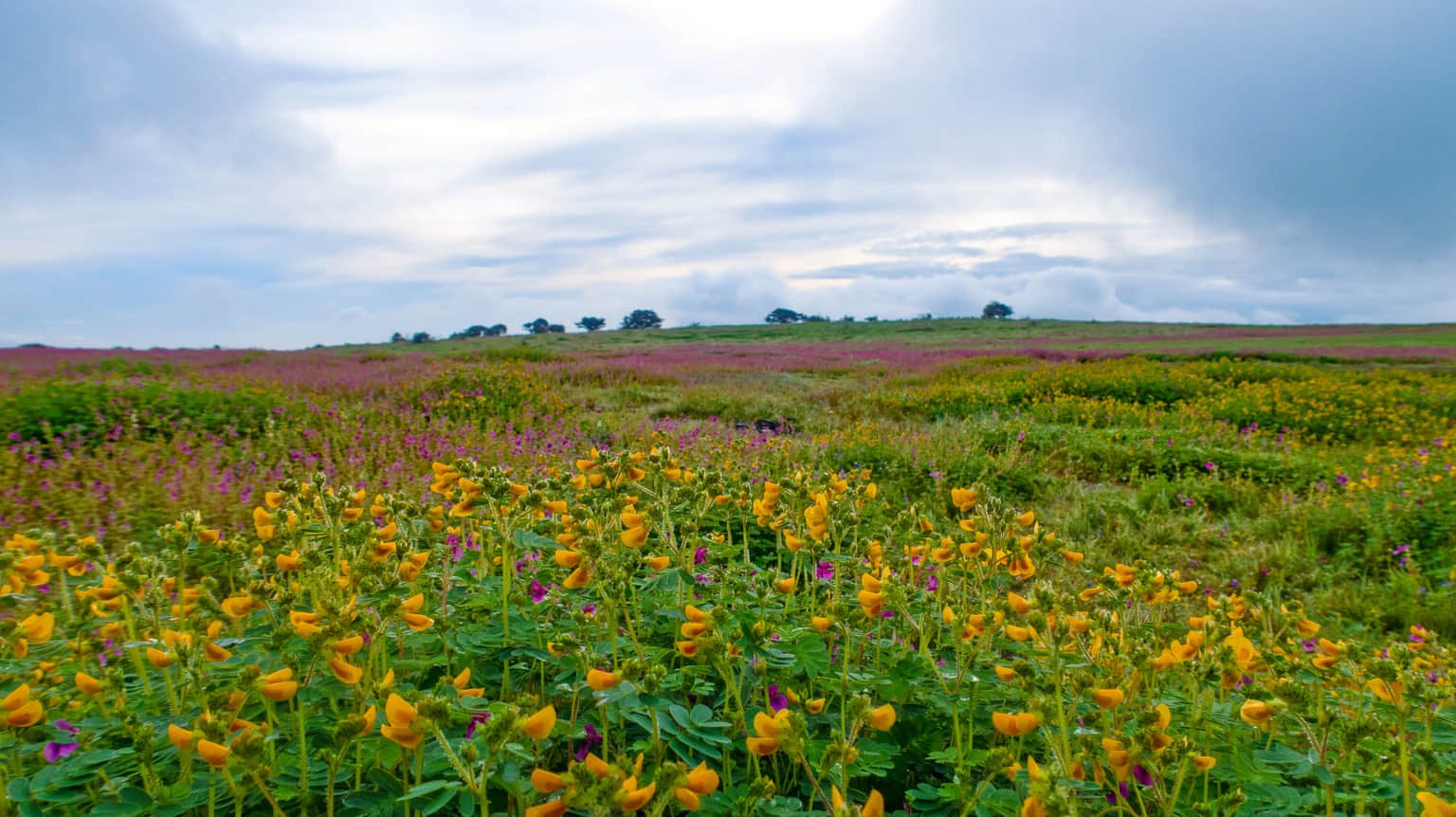 Kaas Plateau, <em>Satara</em>