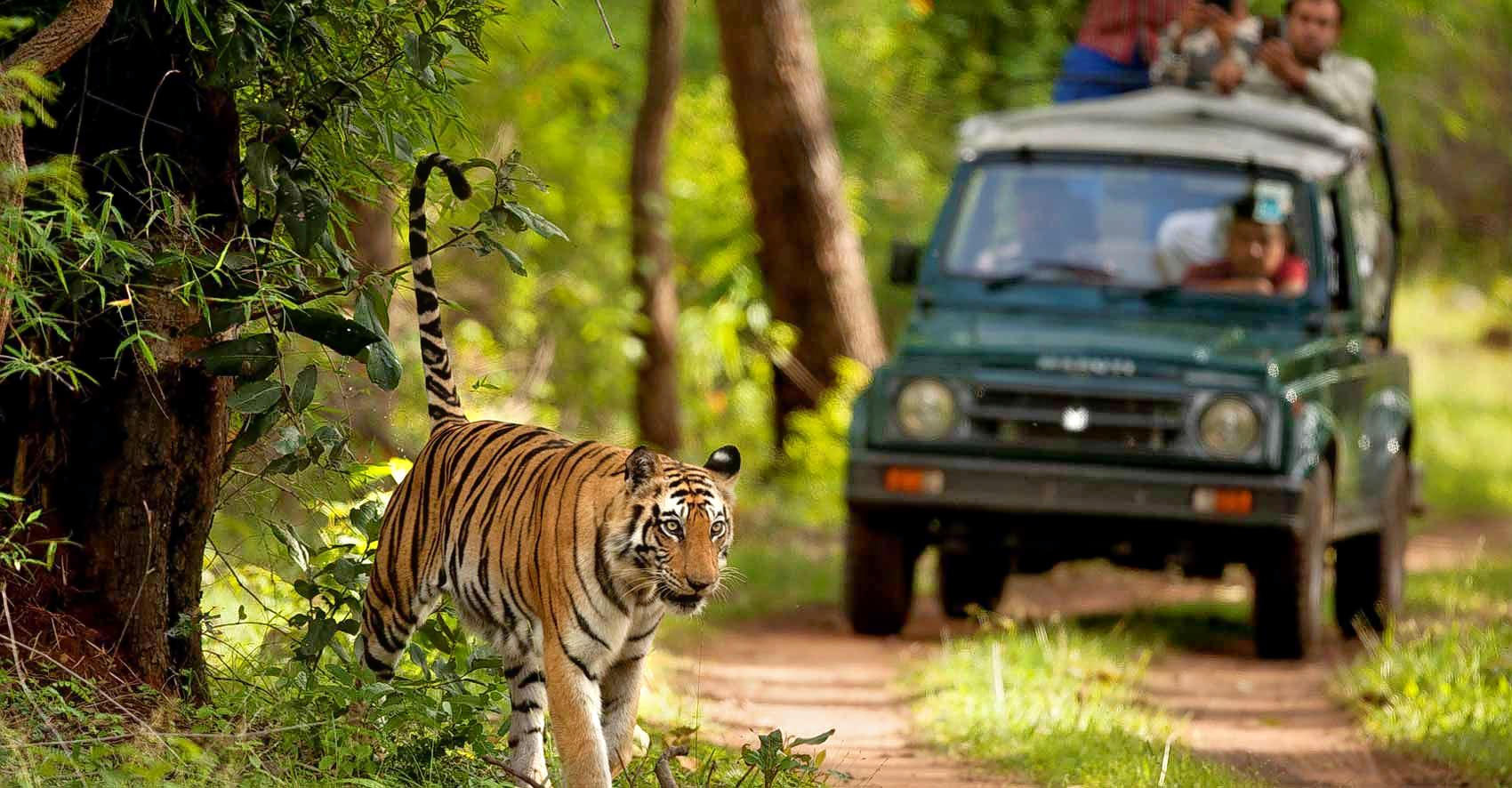 Spot the tiger during the jungle safari