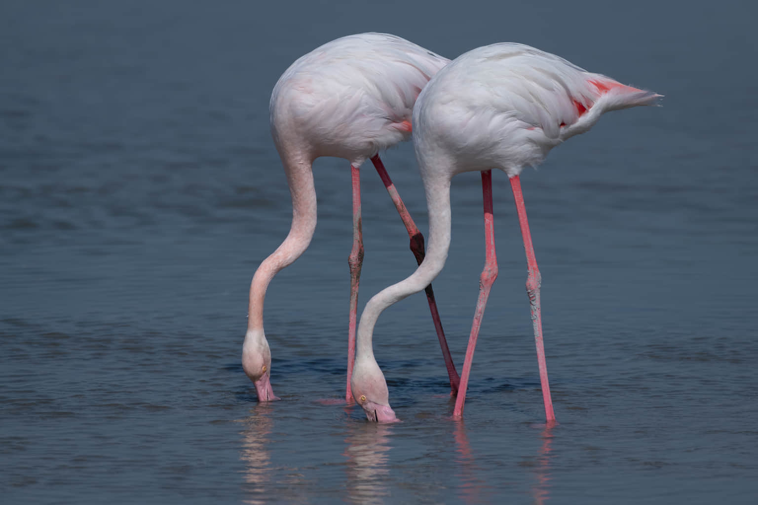 Spot over 150 species of birds