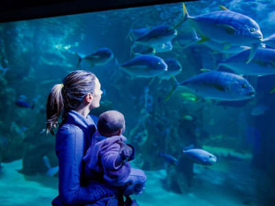 Look at 35,000 marine animals in large display tanks