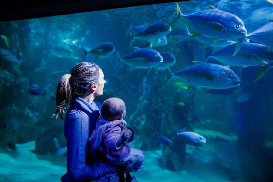 Look at 35,000 marine animals in large display tanks
