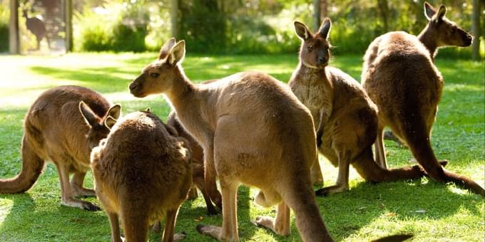 Healesville Sanctuary