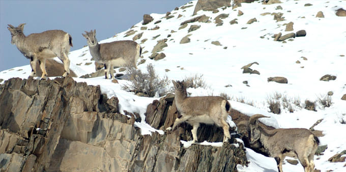 Hemis National Park