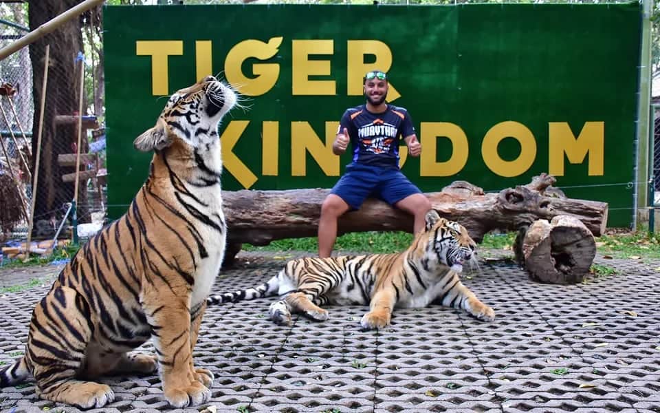 Giant Tiger Encounter