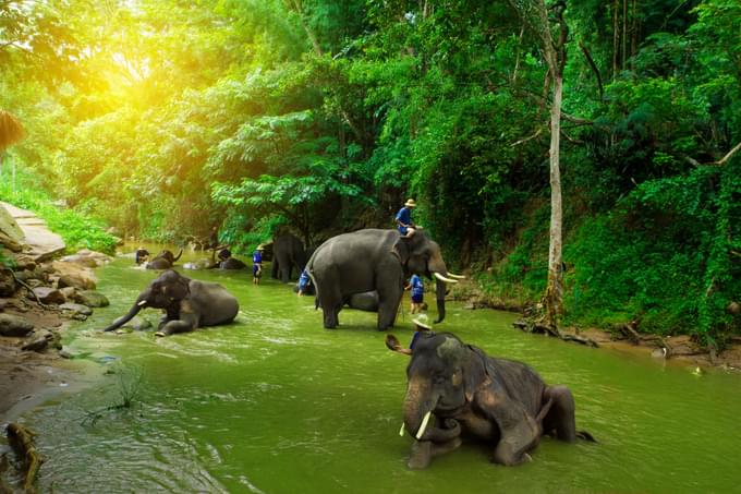 Chiang Mai Elephant Sanctuaries