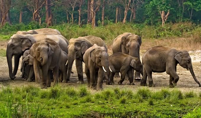 Phuket Elephant Jungle Sanctuary