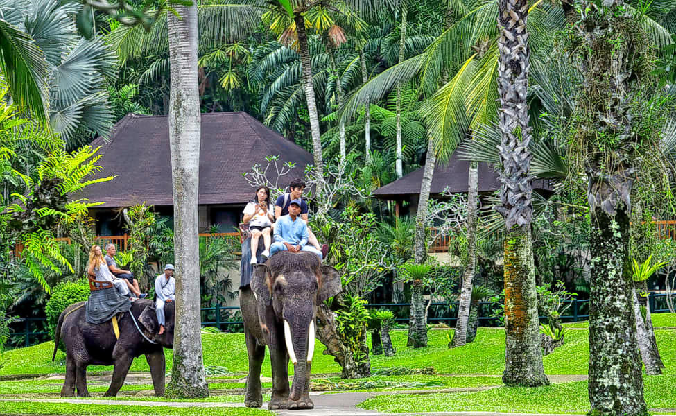 Take a amazing elephant ride and spend a fun-filled time