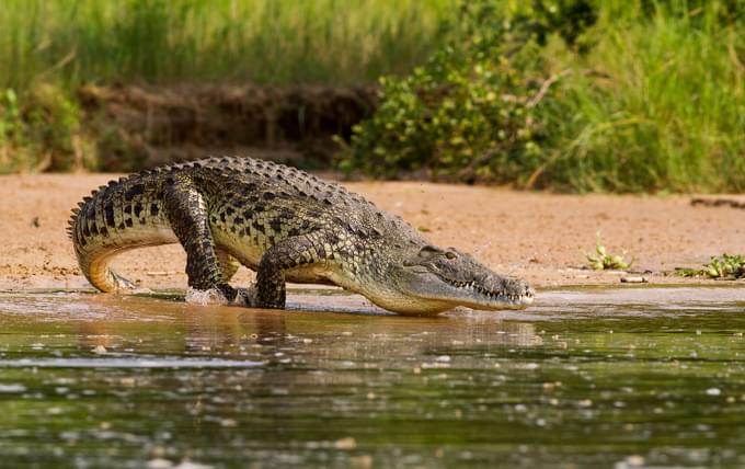 Nile Crocodile