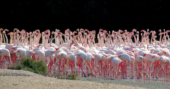 Ras Al Khor Wildlife Sanctuary