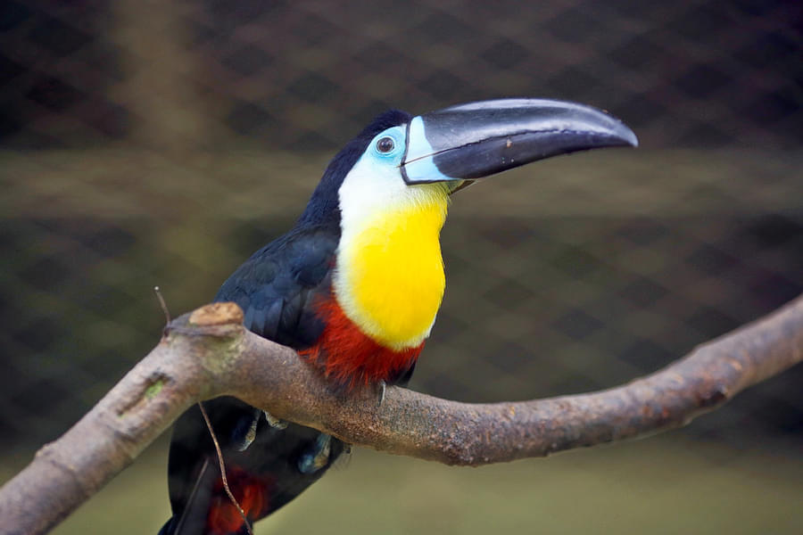 Feel the excitement of a close-up encounter with the colorful birds at KL Bird Park
