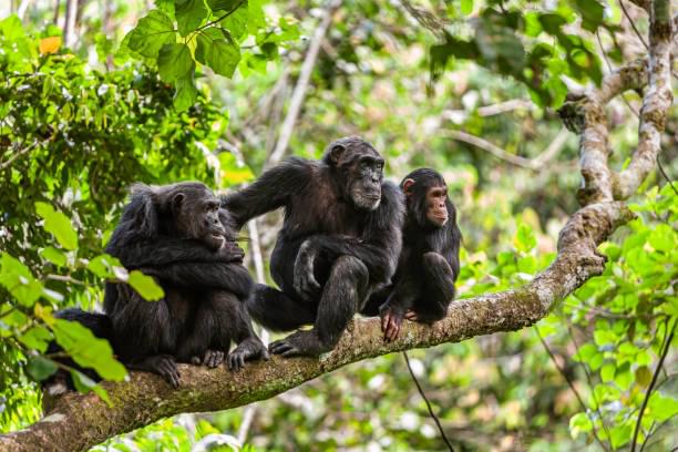 Chimpanzee