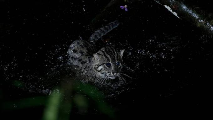 Fishing Cat Trail