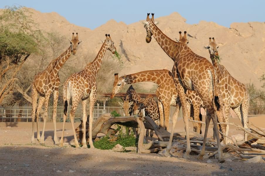 Experience Gazing at Zoo Animals 