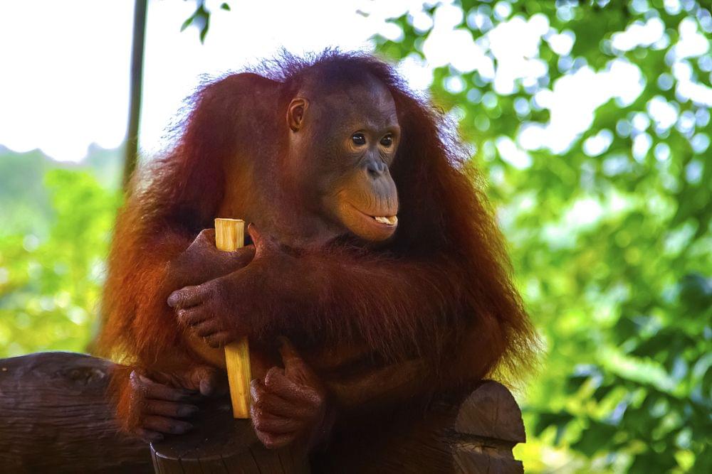  Breakfast With Orangutans at Bali Zoo