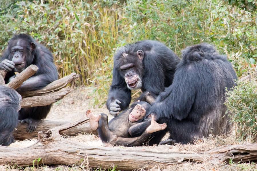 Chimpanzee at Giraffe Feeding