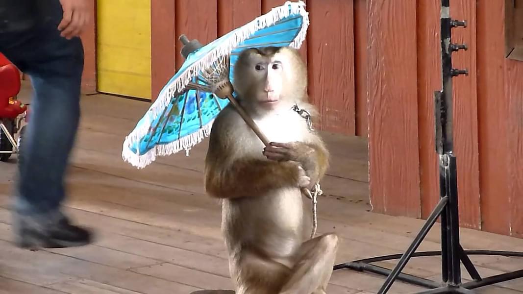 A monkey during a monkey show.