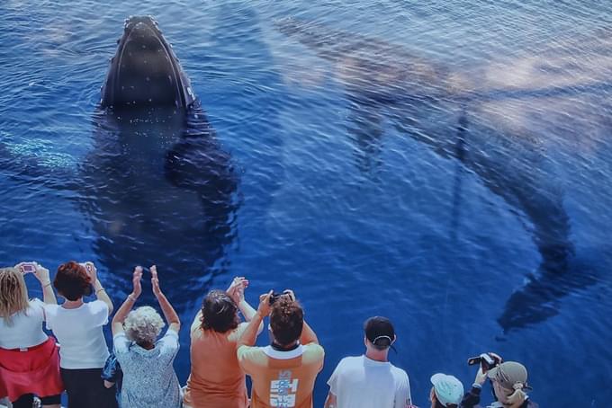 Hervey Bay Whale Watching