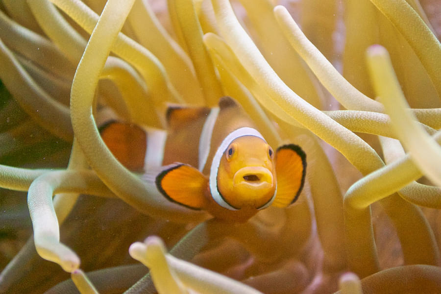 Spot the beautiful Nemo fish at the aquarium