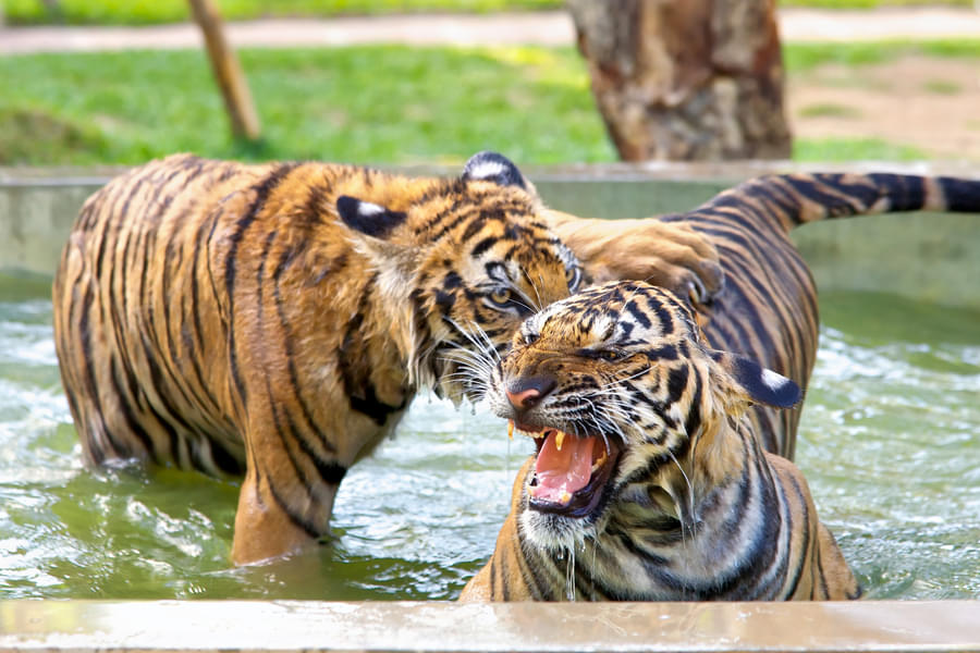 Tiger Kingdom Tickets Chiang Mai Image