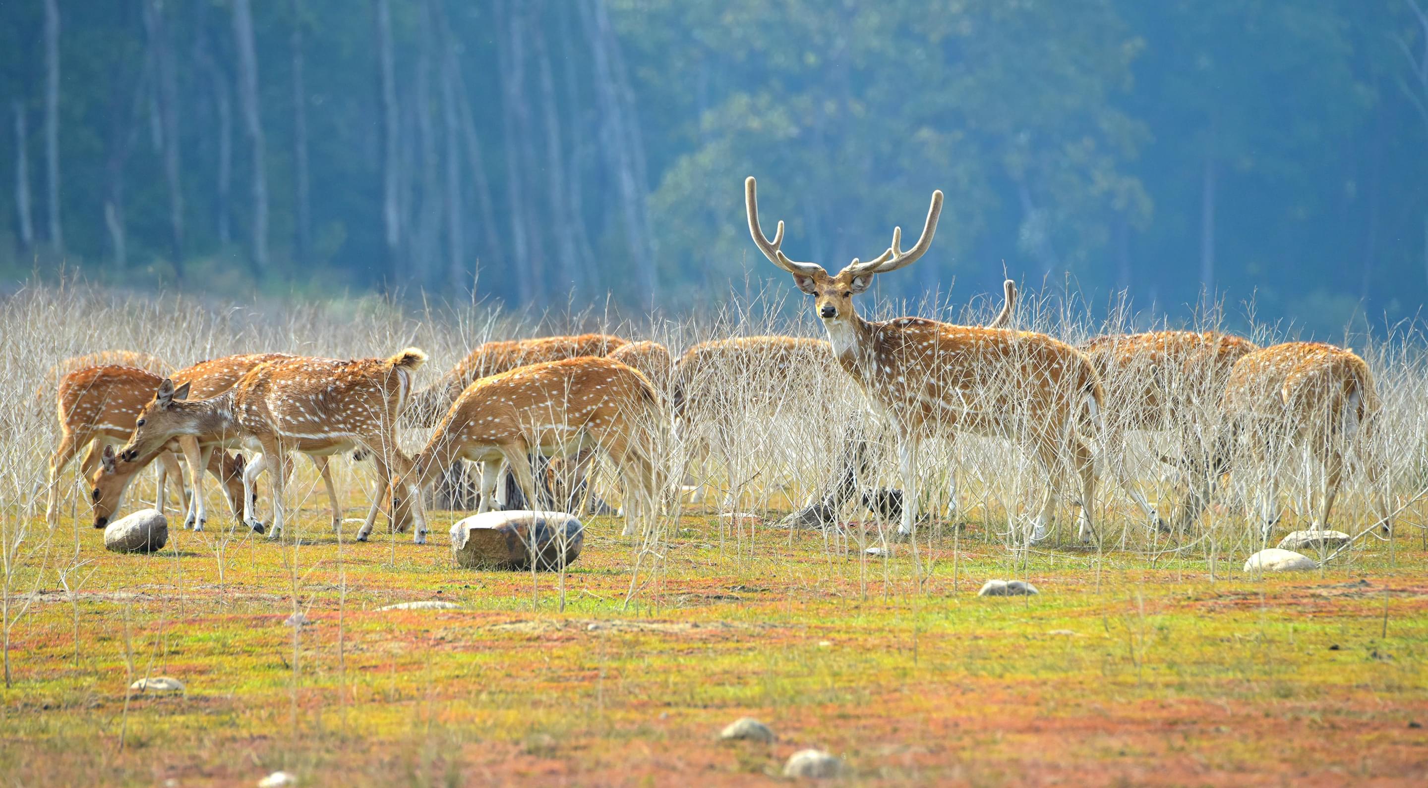Experiences in Jim Corbett