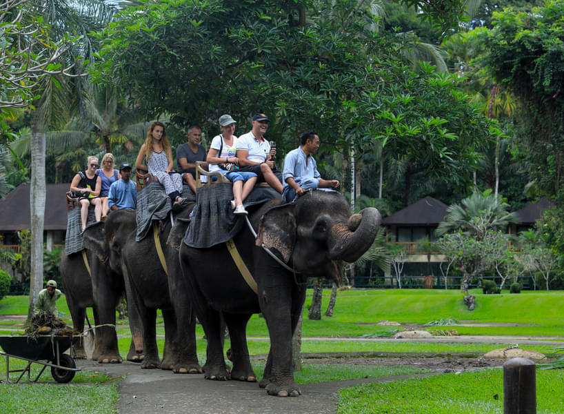 Take on a ride on gigantic elephants