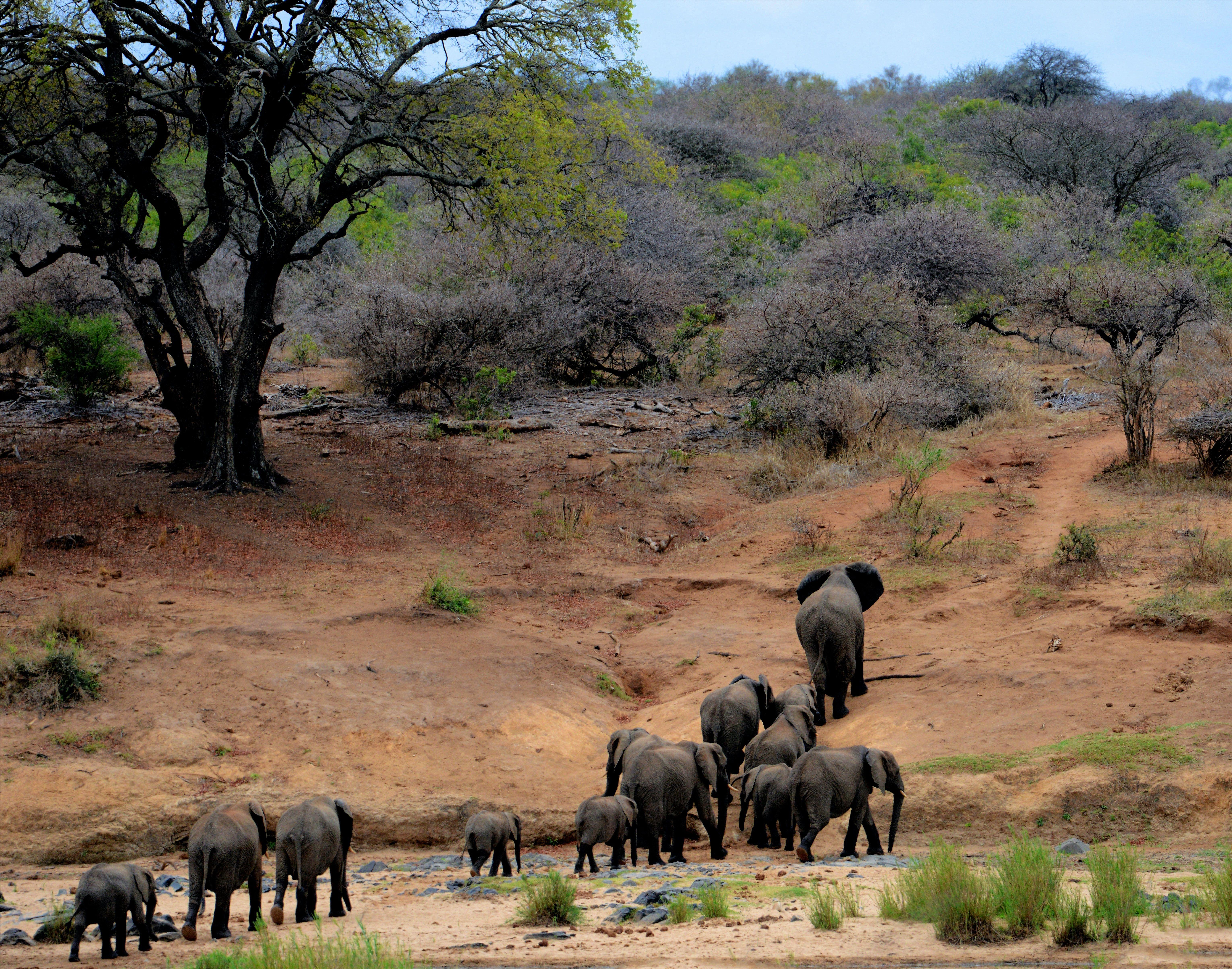 Addo Elephant National Park