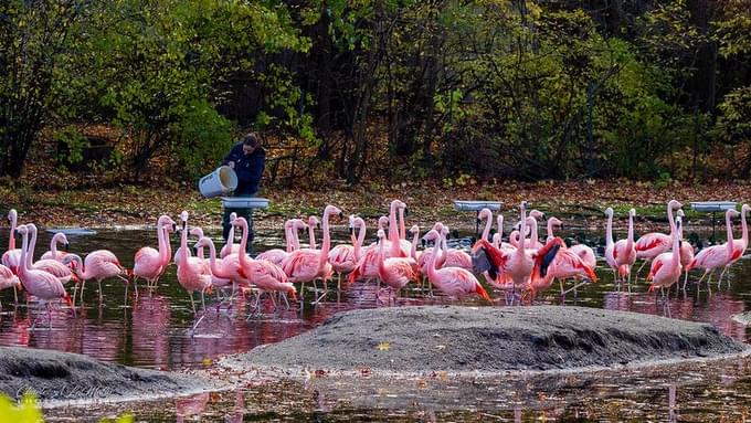 Flamingos at Bronx Zoo