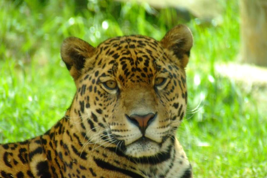Leopard in Gramado Zoo