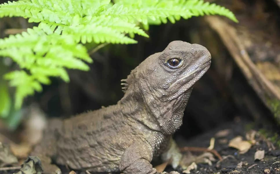 Willowbank Wildlife Reserve Tickets, Christchurch Image