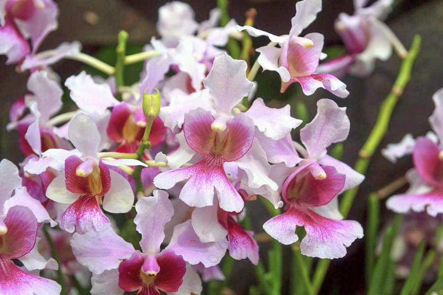 See beautiful orchids at display houses