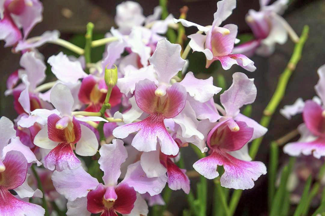 See beautiful orchids at display houses