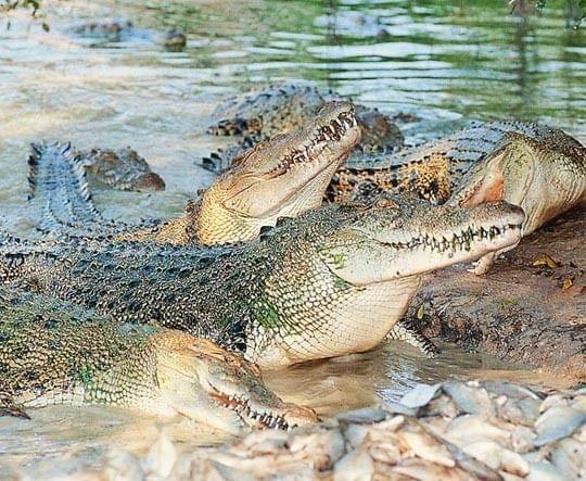 Million Years Stone Park and Crocodile Farm