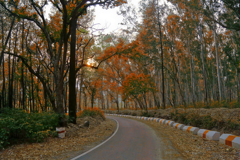 Kalsi, <em>Dehradun</em>