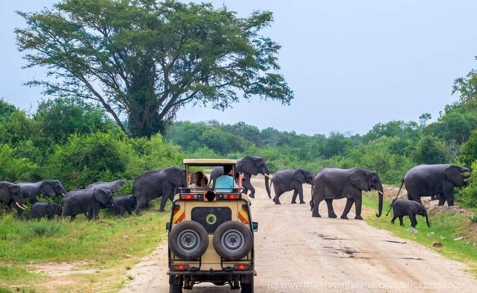 Take a Safari Tour