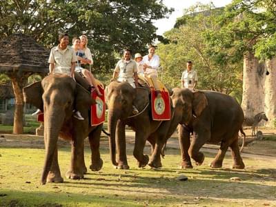 Go for a ride on the elephants
