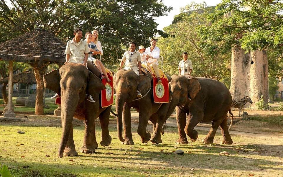 Go for a ride on the elephants