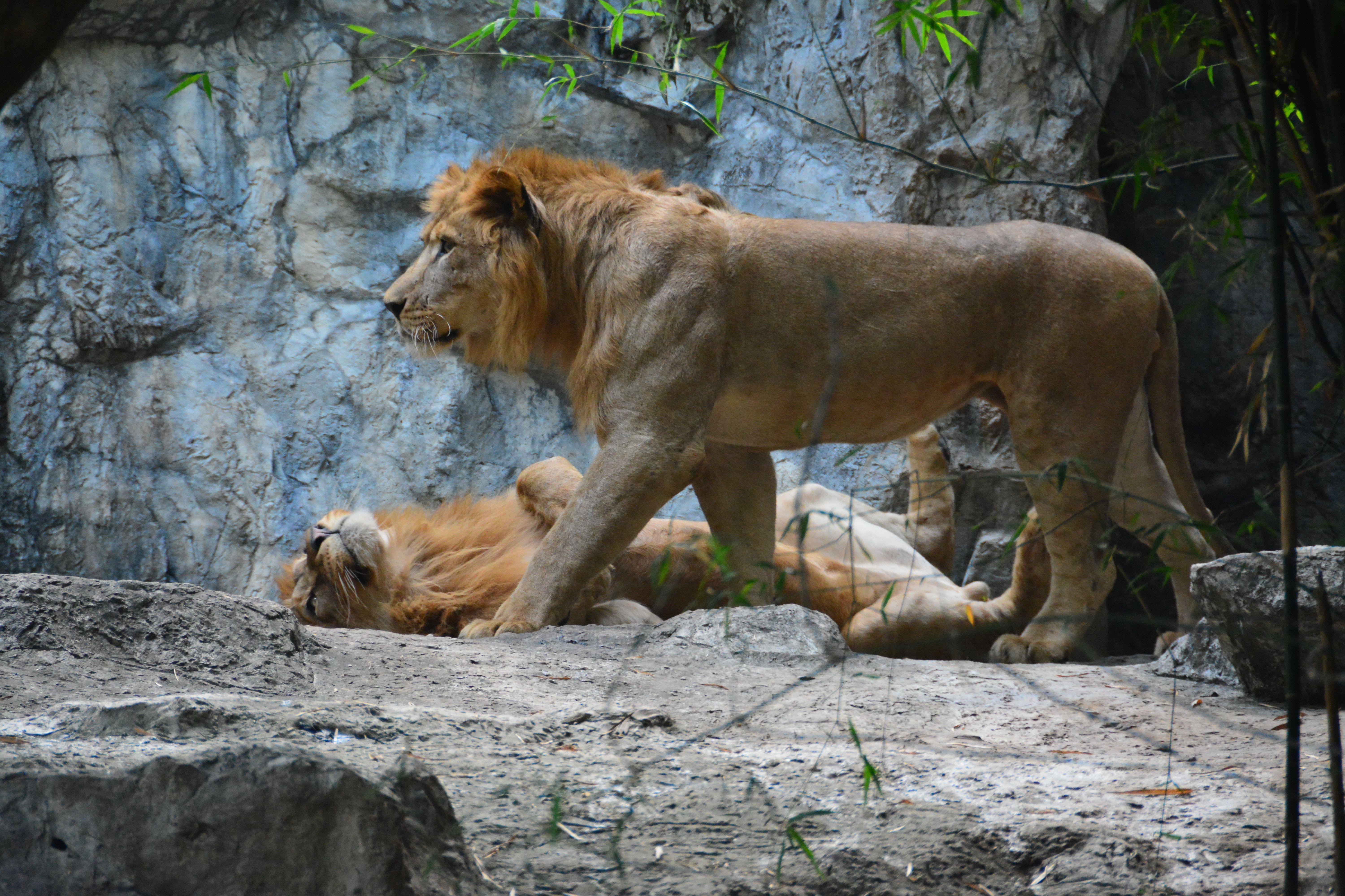 Chiang Mai Zoo Tickets