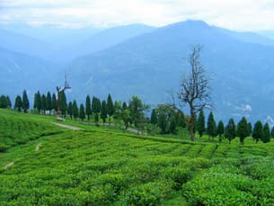 Utgucsseoev7gersnahxld9tpiog 1470406179 temi tea garden ravangla